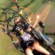 Baptême de l'air plus (1 cours + 1 vol de 15 min)